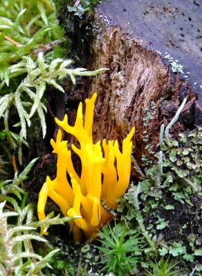 663 YELLOW STAGSHORN Hafren forest..jpg